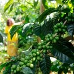 DNNYERICOFFEE0706SGD