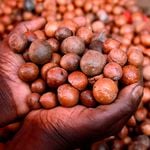 dnNyerimacadamia1704a