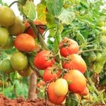 dnNyerifarming1502ikx